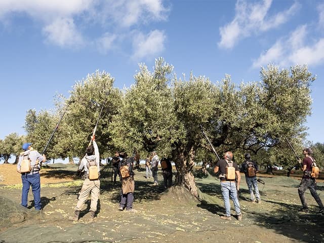 Export & Orders Coordinator