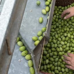 Olive Processing & Brining Technician