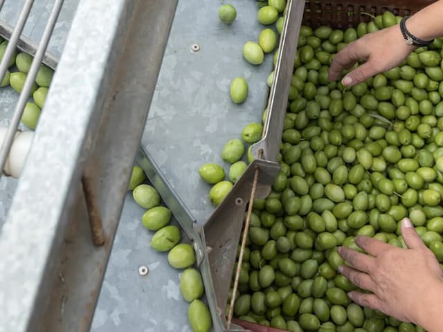 Olive Processing & Brining Technician