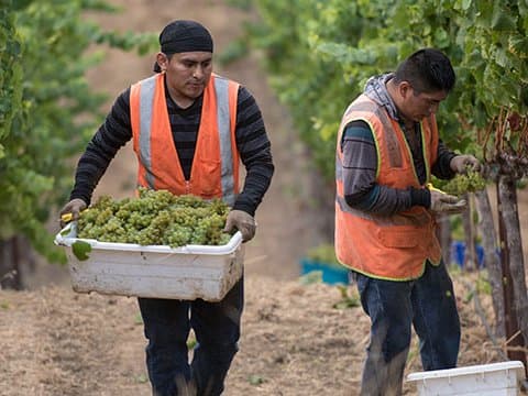 Vineyard Field Worker